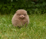 7 weeks 4