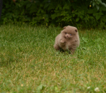 7 weeks 8