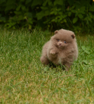 7 weeks 8 1