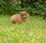 7 weeks