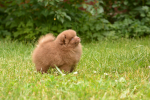 7 weeks 6