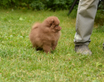 9 weeks