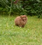 9 weeks 1