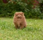 9 weeks 2