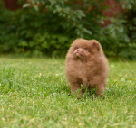 9 weeks 3