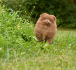 9 weeks 4