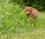 9 weeks 6