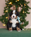4 weeks