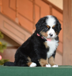 6 weeks 4