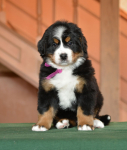 6 weeks