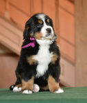 6 weeks 1