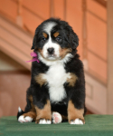 6 weeks 3