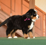 6 weeks 5
