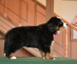 6 weeks 6