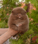 7 weeks