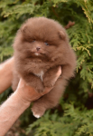 7 weeks 1