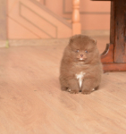 7 weeks 2