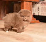 7 weeks 3