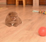 7 weeks 4