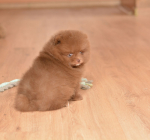 7 weeks 5
