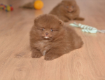 7 weeks 6