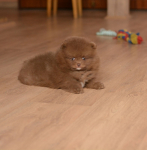 7 weeks 7
