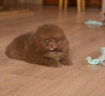 7 weeks 8