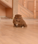7 weeks 9