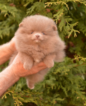 7 weeks