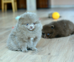 7 weeks 1