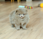 7 weeks 10