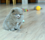 7 weeks 11