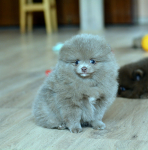 7 weeks 12