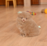 7 weeks 2