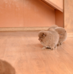 7 weeks 6