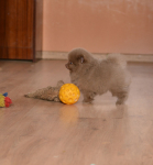 7 weeks 7
