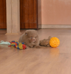 7 weeks 9