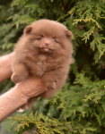 7 weeks