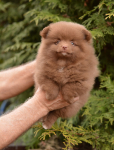 7 weeks 1