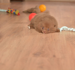 7 weeks 4