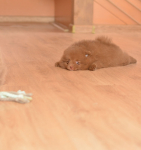 7 weeks 5