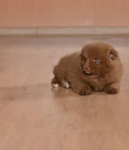 7 weeks 6