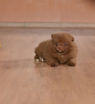 7 weeks 7