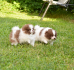 f m 6 weeks