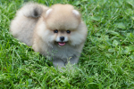 8 weeks 1