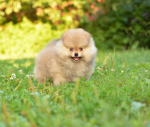 8 weeks 10