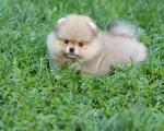8 weeks 2