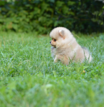8 weeks 3