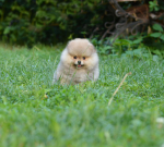 8 weeks 4