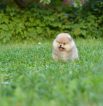 8 weeks 5